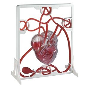 EDU-QI Srdcový tep / Pumping heart model