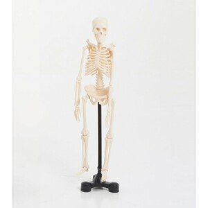 EDU-QI Kostra malá / Mini skeleton 46cm